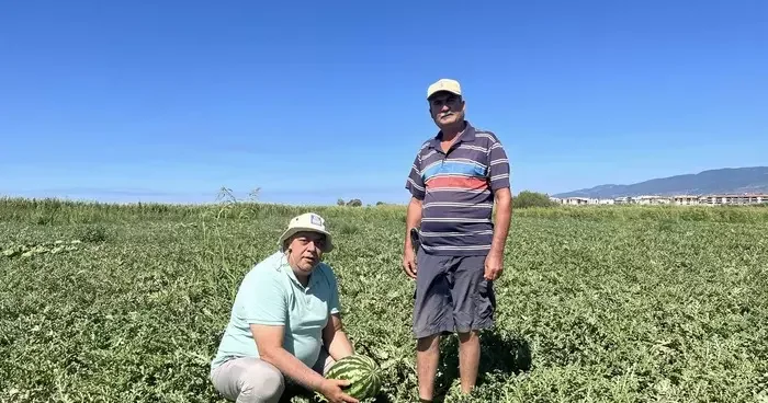 Edremit te kabağa aşılı karpuzlar rağbet görmedi