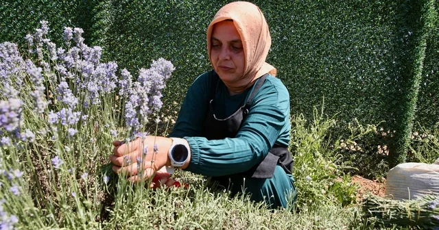 Köyünde kurduğu lavanta bahçesi, öğrencilere ve kadınlara da gelir kapısı oluyor Kocaeli Haberleri