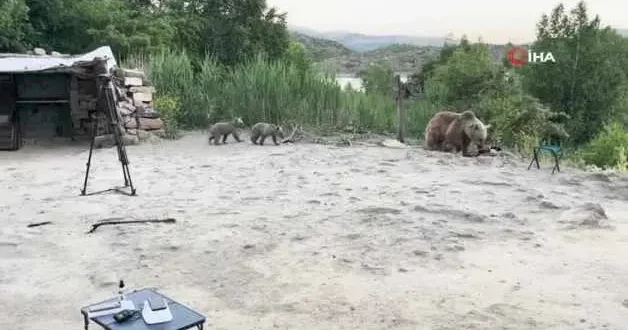 Nemrut ta belgeselciler ölümden döndü! Ayı yavrularıyla alana geldi ve işte sonrasında yaşananlar...