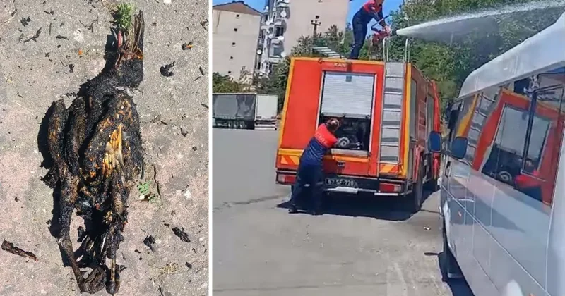 Yüksek gerilim hattına konan karga yangın çıkardı