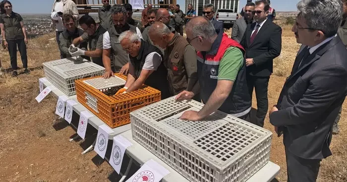Aksaray da 500 kınalı keklik doğaya bırakıldı