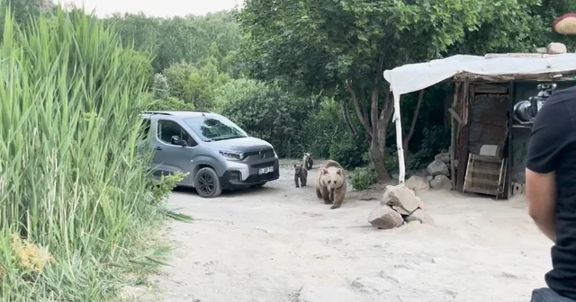 Nemrut ta ayı ve 2 yavrusu, belgesel ekibinin kurduğu sofrayı dağıttı Bitlis Haberleri