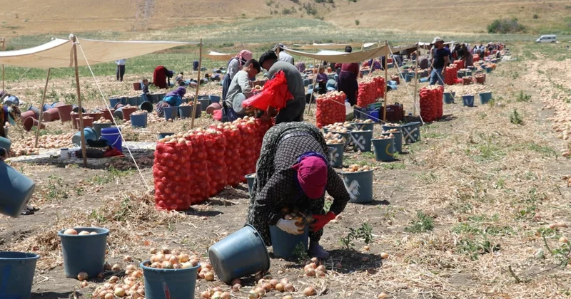 Köylüler elleriyle tek tek topraktan çıkartarak hasat ediyor! Tarlada 8, markette 10 TL Sözcü Gazetesi