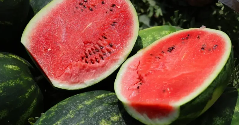 Tarladaki karpuz için öneri: Belediyeler hasat edip ücretsiz dağıtsın