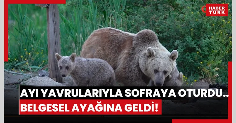 Ayı yavrularıyla sofraya oturdu... Belgesel ayağına geldi!