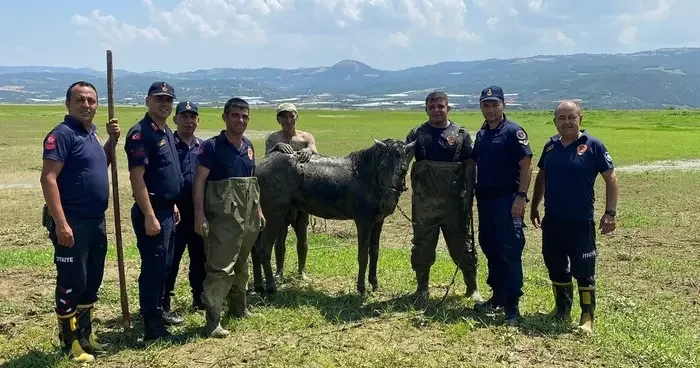 Katırlarını kurtarmak isterken kendisi de battı