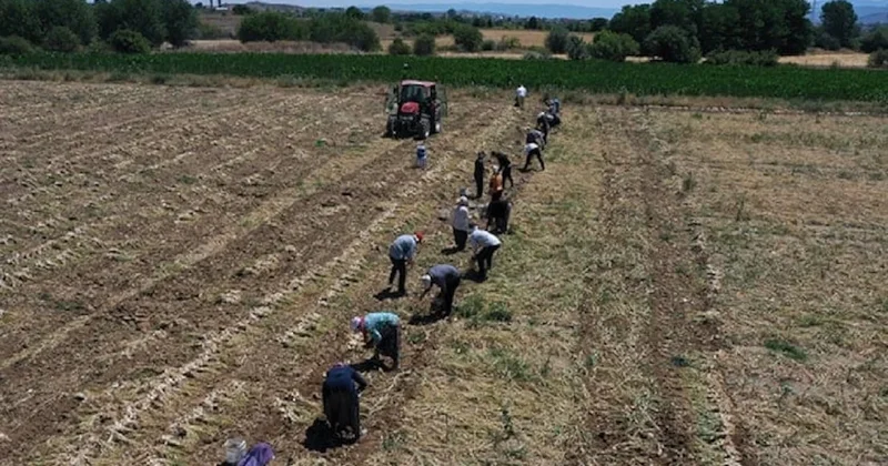 Tarihin en kötü hasadı başladı, çiftçilerin hepsi zarar etti Sözcü Gazetesi