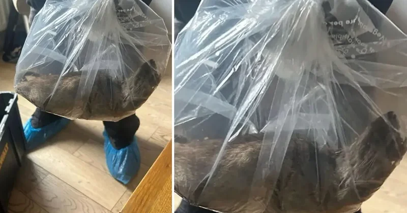 Görenler inanamıyor! Evin içerisinde yakalandı, tam 55 santimetre uzunluğunda