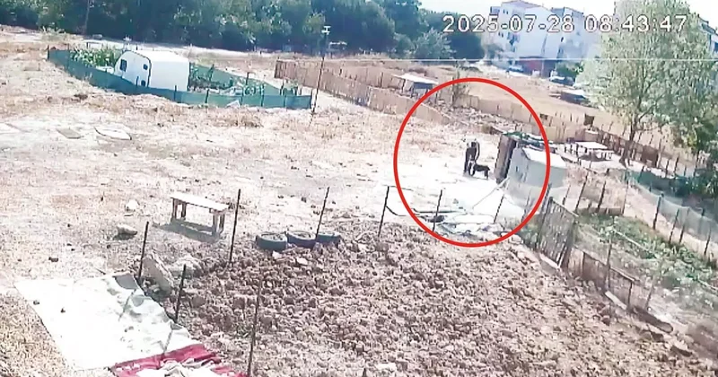 Kim bu köpek katili