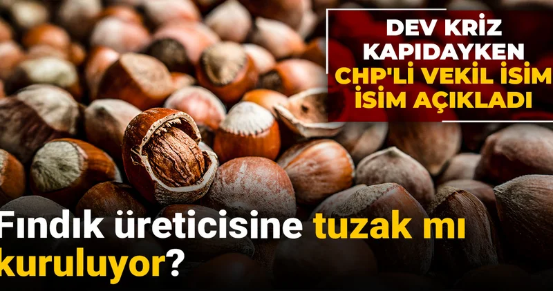 Fındık üreticisine tuzak mı kuruluyor? Dev kriz kapıdayken CHP li vekil isim isim açıkladı