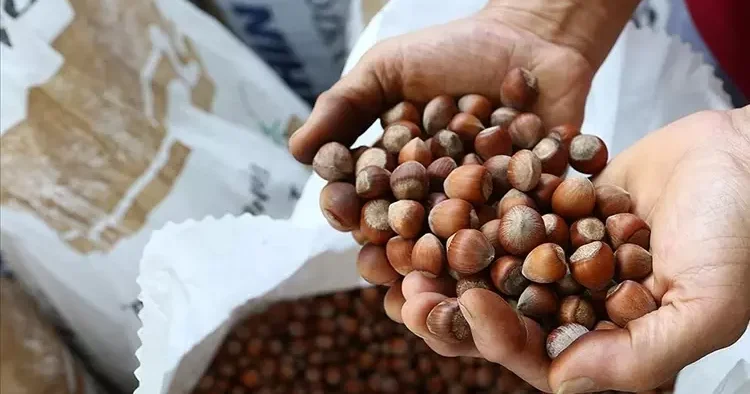 Fındık alım tarihi açıklandı