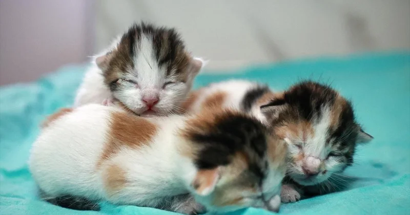 İnternette kedi işkencesi: İngiltere merkezli küresel ağ ortaya çıkarıldı
