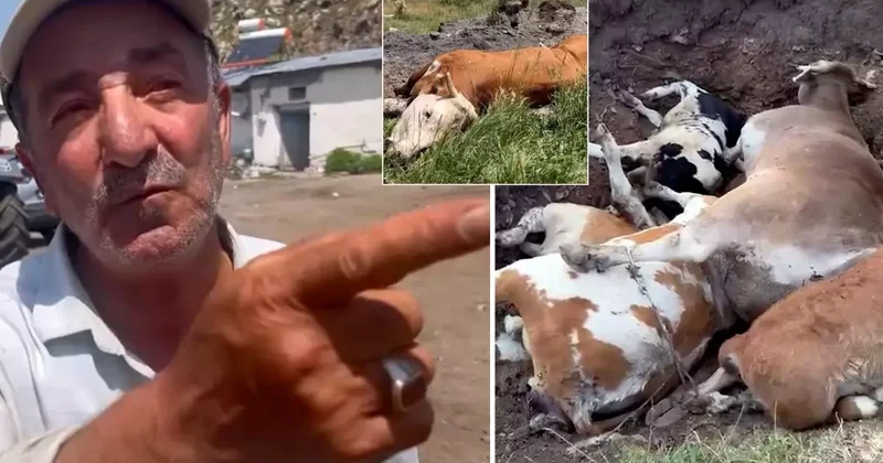 Yetkililer buna ne diyecek? Şap hastalığının vurduğu ilimizde vatandaştan olay sözler