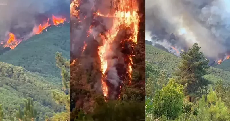 İspanya ve Portekiz orman yangınlarıyla mücadele ediyor