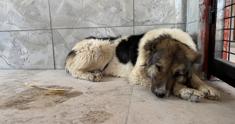 Ceylan Ertem, ölen sahibinin mezarının başından ayrılmayan köpeği evlat edindi