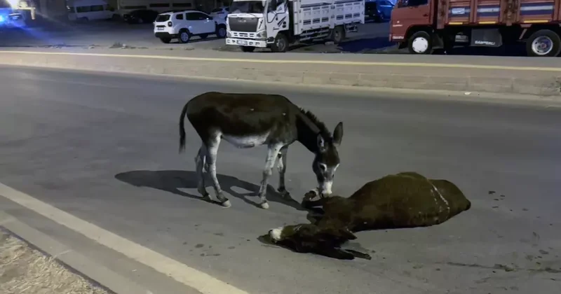 Otomobilin Çarptığı Eşek Ölürken, Yavrusu Yanında Bekledi