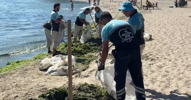 Avcılar sahilinde bir günde 50 ton yosun toplandı