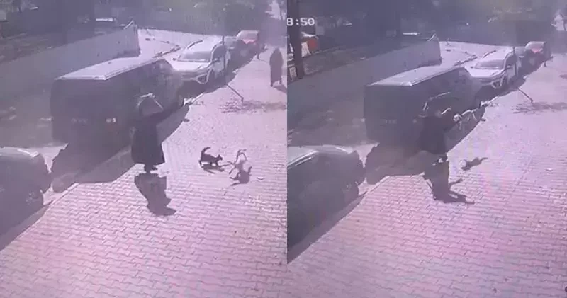Sultangazi de yürüyüş yapan kadın ve köpeğine, kedinin saldırdığı anlar kamerada
