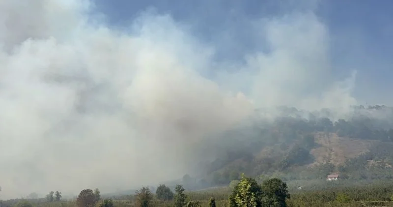 Balıkesir ve Düzce de orman yangını