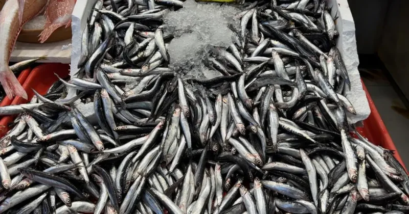 Sezon açıldı, tezgahlarda hamsi ve istavrit bolluğu