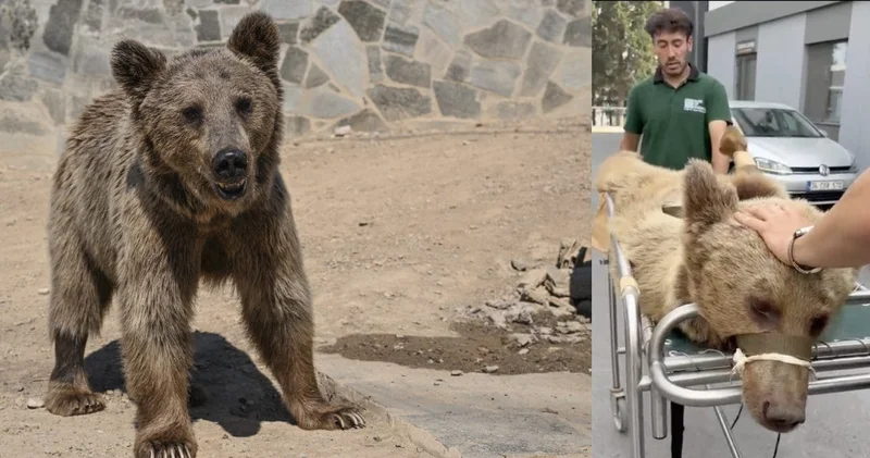 Ayı Okan Japonya nın gündemine oturdu! Bizzat gelip yayın yaptılar