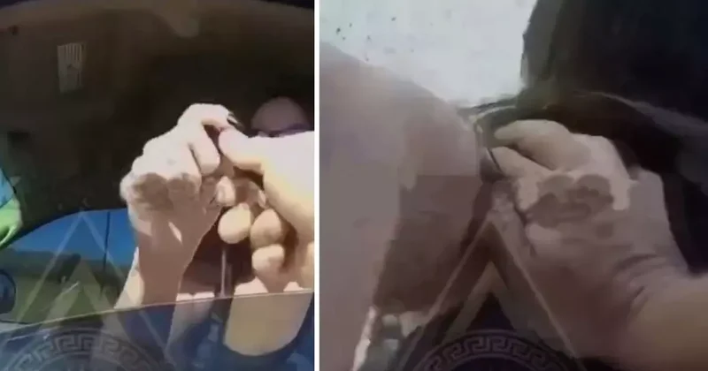 Kalemi polise fırlatan kadın, bedelini ağır ödedi