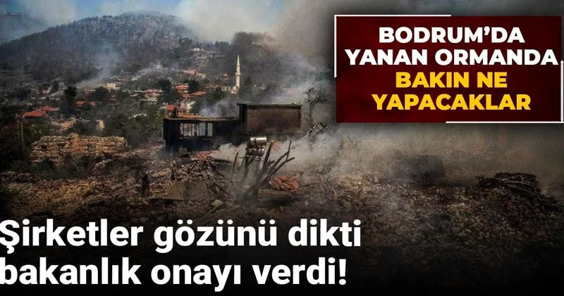 Şirketler gözünü dikti, bakanlık onayı verdi! Bodrum’da yanan ormanda bakın ne yapacaklar