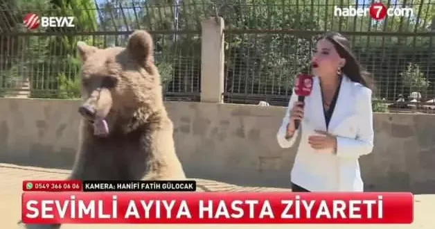 Ayı Okan muhabire saldırdı!