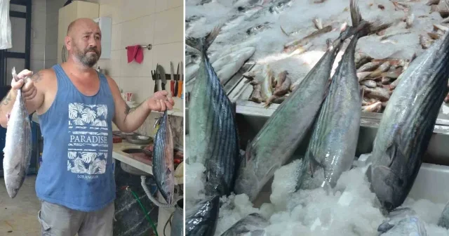 Sinop’ta torik bolluğu: Tanesi 800 TL Sinop Haberleri