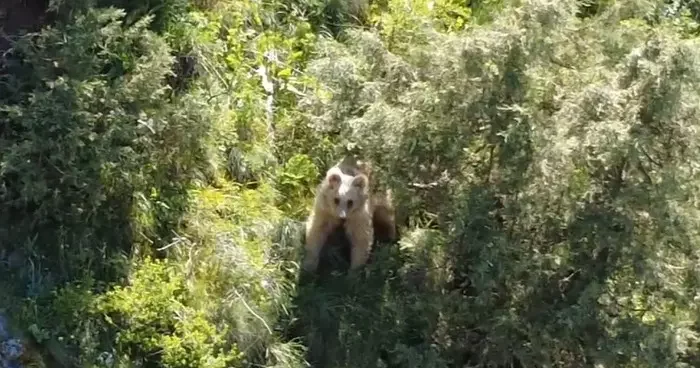 Boz ayı dron kamerasına yakalandı