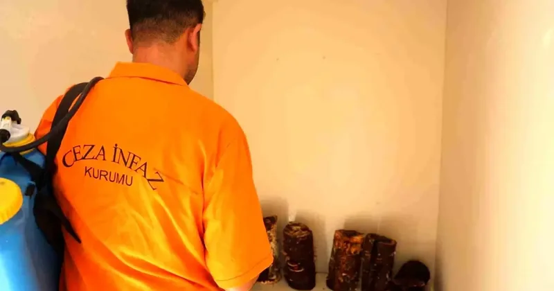 Hükümlüler cezaevinde yetiştirdi, kilosu 15 bin TL den satılıyor