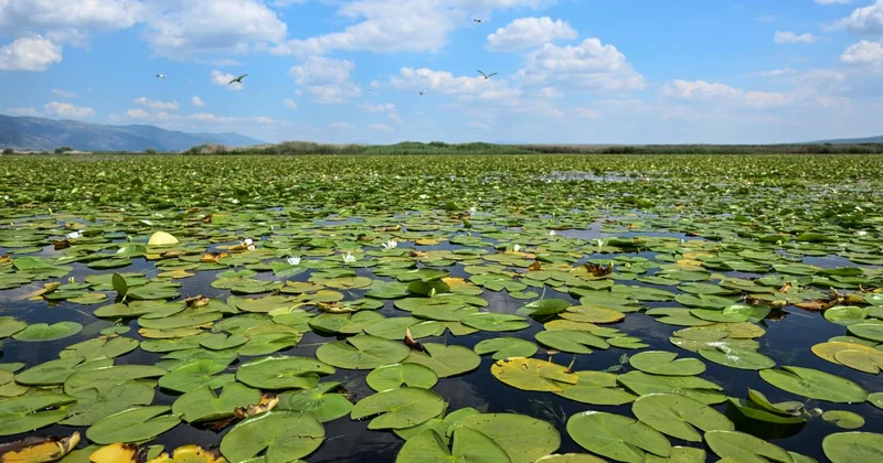 Biyoçeşitlilik ve habitatın korunması için geliştirilen projeler desteklenecek