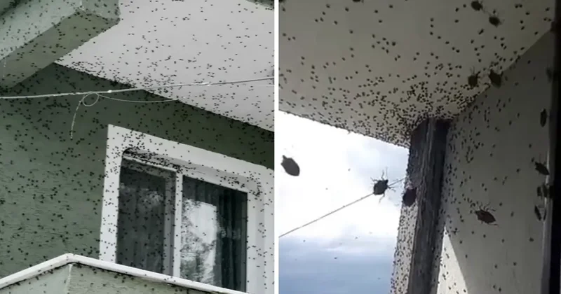 Sakarya da iki ilçeyi birden istila ettiler! Binalar adeta renk değiştirdi