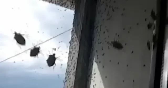 Sakarya’da Kahverengi Kokarca alarmı: İstilaya karşı kapsamlı ilaçlama başlıyor VİDEO İZLE