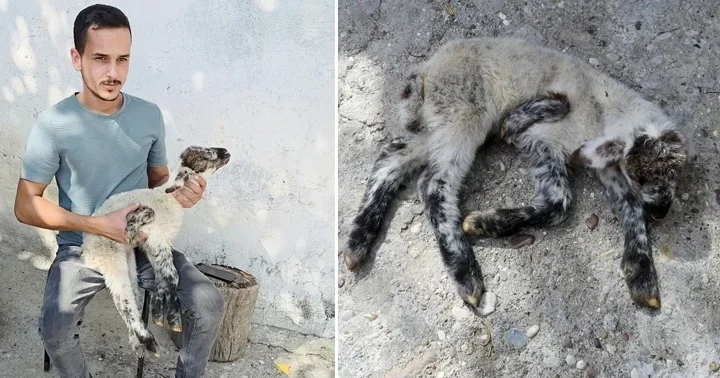 Antalya da 5 bacaklı kuzu doğdu! Annesi besleyemiyor, biz besliyoruz