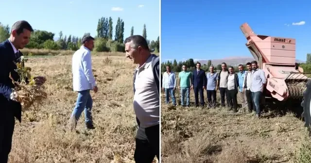 Erzincan’da kuru fasulye hasadı başladı: Üretim sezonu verimli geçti Erzincan Haberleri