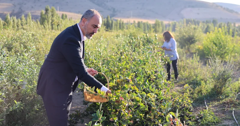 Çiftçiler bu meyveyi dikmek için sıraya girdi: Getirisi çok büyük Sözcü Gazetesi