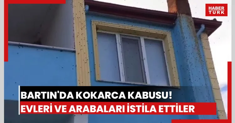 Bartın da kahverengi kokarca istilası kabusa dönüştü