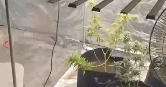 Adana’da Yapay Sera operasyonu: Evini laboratuvara çeviren zanlı tutuklandı VİDEO İZLE