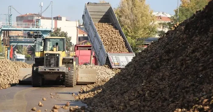 Amasya da zirai don ve kuraklık şeker pancarını vurdu: 10 bin dekarlık alanda üretim yapılamadı