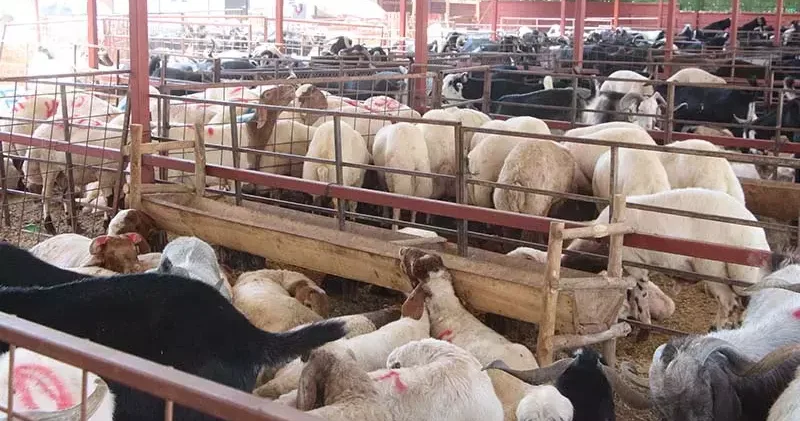 Kurban etini serin ortamda dinlendirip, iç sıcaklığı 70 derece üzerinde pişirin