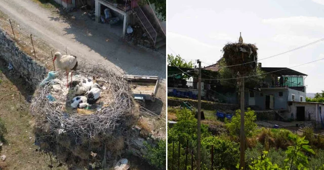 Çeyrek asırlık leylek yuvası mahallenin simgesi oldu Manisa Haberleri