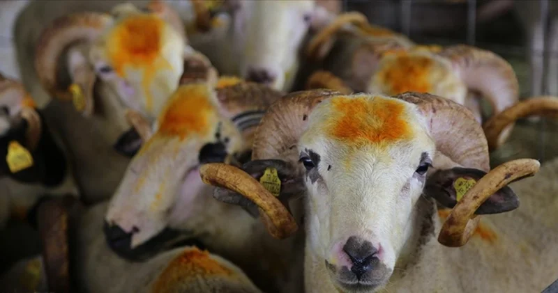 Kurban kesim vakti ne zaman başlar ve biter? Diyanet İşleri ne göre kurban saat kaçla kaç arası kesilir, hangi vakitler dinen uygundur?