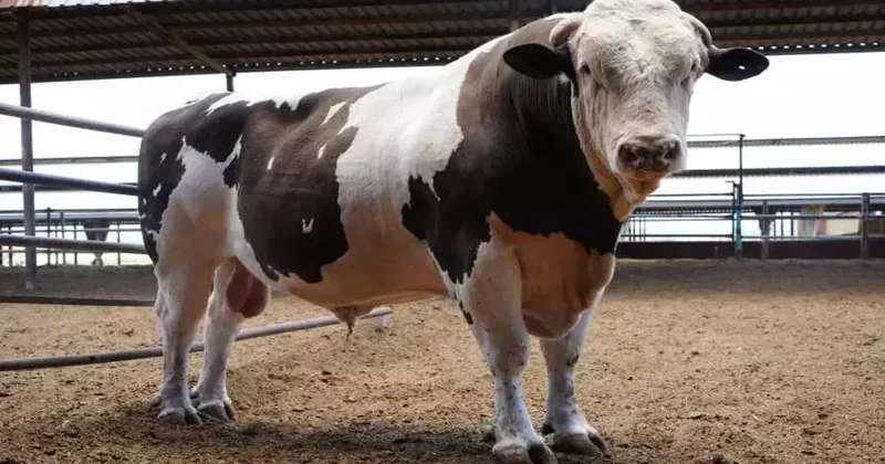 Türkiye nin en büyüğü olduğu iddia edildi: Tam 1 ton 600 kilogram Fıstık araba fiyatına eş değer