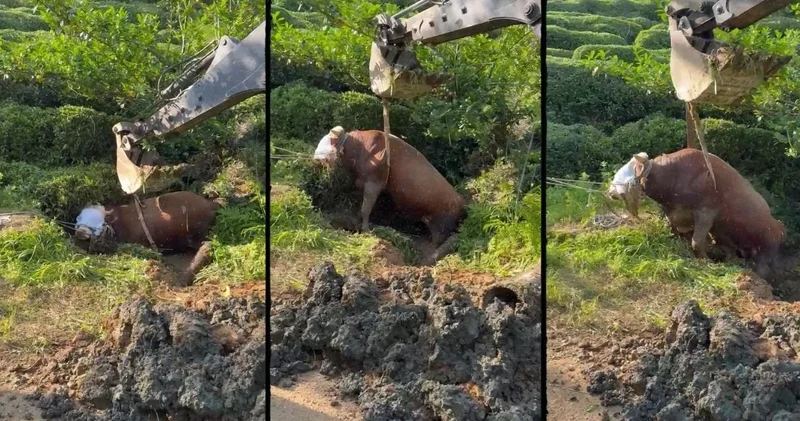 İpini koparan boğanın zor anları kameralara yansıdı