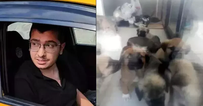 Sahiplendiği köpekleri öldürdüğü iddiasıyla tutuklanan doktora 17,5 yıla kadar hapis istemi