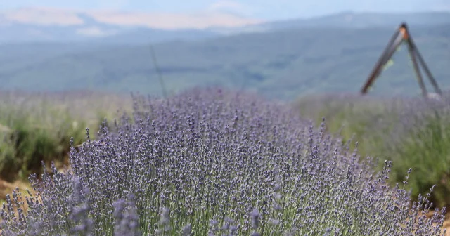 Tekirdağ da lavanta tarlaları turizm sezonu için hazırlandı Tekirdağ Haberleri