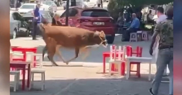 Sahibinin elinden kaçan kurbanlık, mahalleliyi peşinden koşturdu Bursa Haberleri