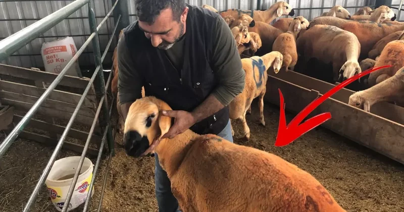 Sivas Kangal kuzuları hem renkleri hem de lezzetleriyle dikkat çekiyor