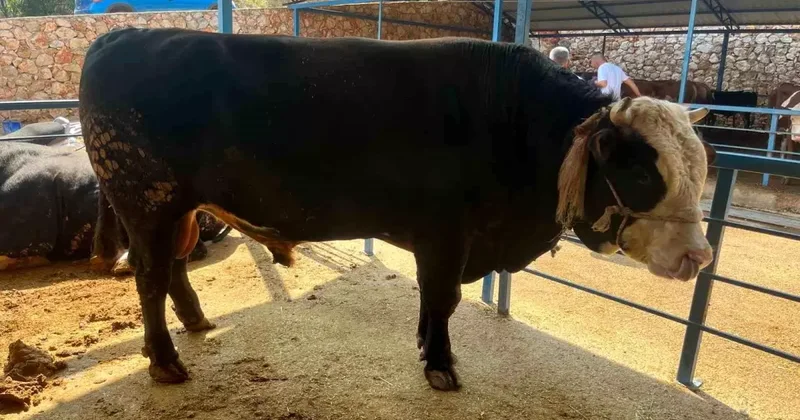 Alanya da 1.3 Ton Tosun 430 Bin TL ye Satıldı